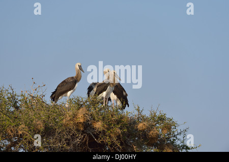 Sattel – abgerechnet Storch - afrikanischen Jabiru - Saddlebill (Ephippiorhynchus Senegalensis) flügge Küken auf dem Nest Masai Mara Stockfoto