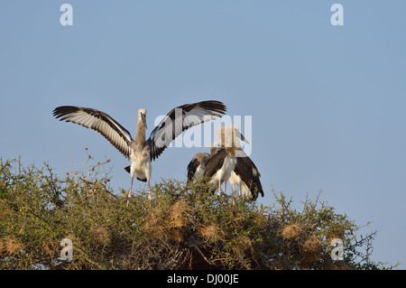 Sattel – abgerechnet Storch - afrikanischen Jabiru - Saddlebill (Ephippiorhynchus Senegalensis) Küken mit Flügeln auf dem Nest Masai Mara Stockfoto