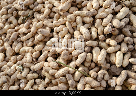 Viele frisch gegrabene Erdnüsse Stockfoto