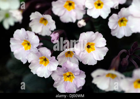 Primula Guinevere blassen Pastell Farbe Farbe Blume Blüte Blüte blüht Stockfoto