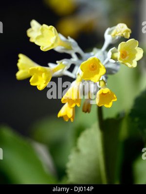 Primula Palinuri Primel frühen Dolden Trichter geformt duftenden gelben Blüten immergrüne mehrjährige Rosette bildenden Primel Stockfoto