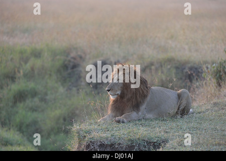 East African Lion - Massai-Löwe (Panthera Leo Nubica) männlich liegen in der Savanne bei Sonnenaufgang Masai Mara - Kenia - Ost-Afrika Stockfoto