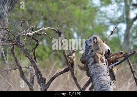 Gelbe Pavian - Savanne Pavian (Papio Cynocephalus) Paar sitzt auf einem gefallenen toten Baum Pendjari Nationalpark - Benin Stockfoto