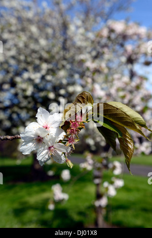 Prunus Hisakura blühenden Kirschbaum Frühling Blumen Blüten blühen Stockfoto