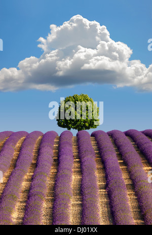 Lavendel Feld, Provence Stockfoto