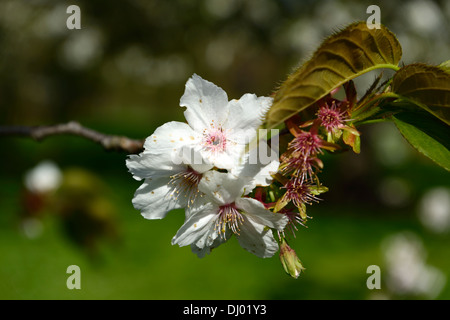 Prunus Hisakura blühenden Kirschbaum Frühling Blumen Blüten blühen Stockfoto