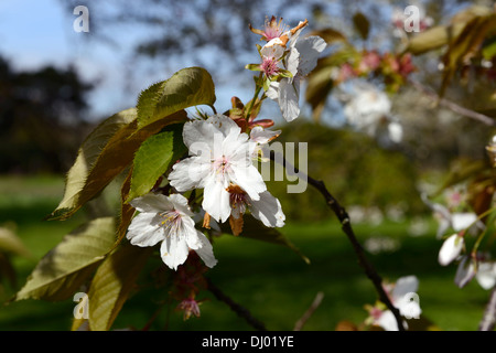 Prunus Hisakura blühenden Kirschbaum Frühling Blumen Blüten blühen Stockfoto