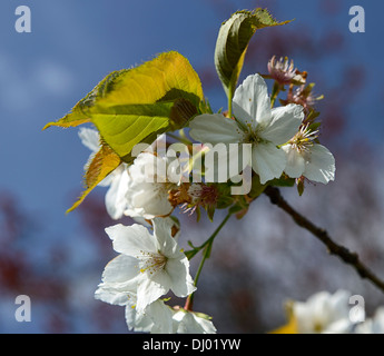 Prunus Hisakura blühenden Kirschbaum Frühling Blumen Blüten blühen Stockfoto