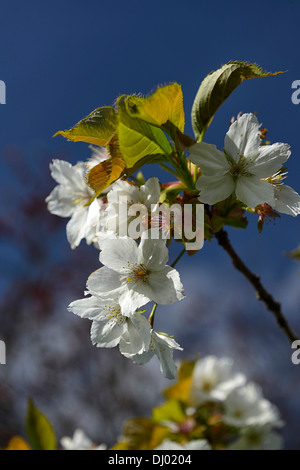 Prunus Hisakura blühenden Kirschbaum Frühling Blumen Blüten blühen Stockfoto