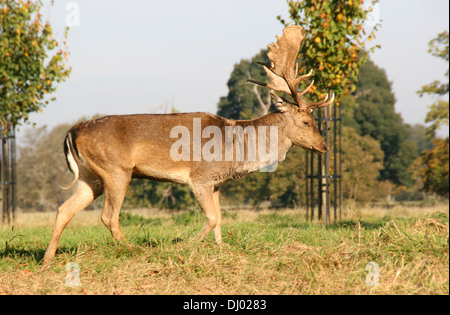 Stag Charlecote Park NT Wellesbourne Warwickhire England UK Stockfoto