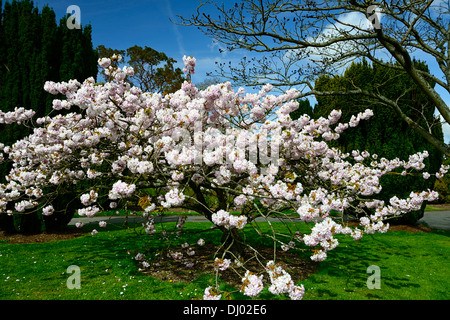 Prunus Serrulata Kokonoye-Sakura Blüte Kirschbaum Frühling Blumen Blüte Blüten blühen Stockfoto