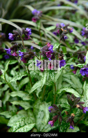 Pulmonaria Majeste Lungenkraut lila Blumen Frühling Schatten schattige Wälder Closeup Pflanze Porträts Stauden Stockfoto