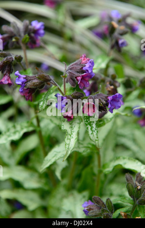 Pulmonaria Majeste Lungenkraut lila Blumen Frühling Schatten schattige Wälder Closeup Pflanze Porträts Stauden Stockfoto