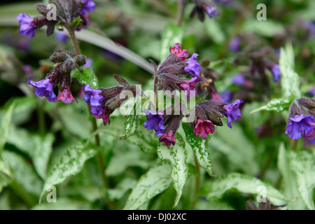 Pulmonaria Majeste Lungenkraut lila Blumen Frühling Schatten schattige Wälder Closeup Pflanze Porträts Stauden Stockfoto