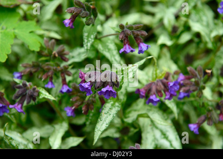 Pulmonaria Majeste Lungenkraut lila Blumen Frühling Schatten schattige Wälder Closeup Pflanze Porträts Stauden Stockfoto