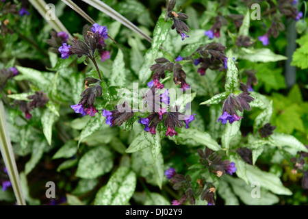 Pulmonaria Majeste Lungenkraut lila Blumen Frühling Schatten schattige Wälder Closeup Pflanze Porträts Stauden Stockfoto