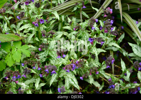 Pulmonaria Majeste Lungenkraut lila Blumen Frühling Schatten schattige Wälder Closeup Pflanze Porträts Stauden Stockfoto