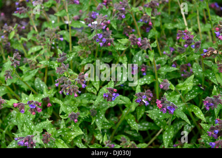 Pulmonaria Majeste Lungenkraut lila Blumen Frühling Schatten schattige Wälder Closeup Pflanze Porträts Stauden Stockfoto