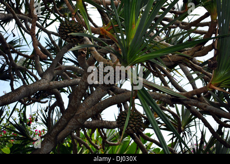 Gemeinsame Screwpine lateinischen Namen Pandanus utilis Stockfoto