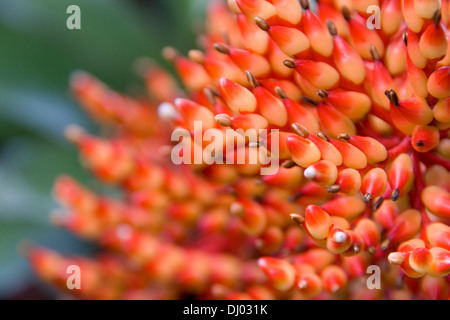 Ocotillo Kaktus Fouquieria splendens Stockfoto