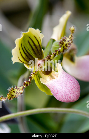 Frauenschuh Orchidee Stockfoto