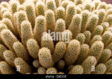 Lady Finger Kaktus, Mammillaria elongata Stockfoto