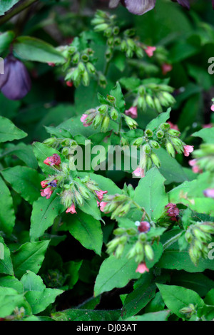 Pulmonaria Rubra Bowles rote Lungenkraut Closeup Pflanze Porträts Stauden rote Blumen Frühling Stockfoto