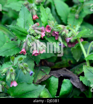 Pulmonaria Rubra Bowles rote Lungenkraut Closeup Pflanze Porträts Stauden rote Blumen Frühling Stockfoto