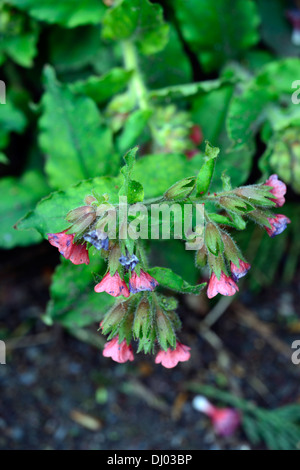 Pulmonaria Rubra Bowles rote Lungenkraut Closeup Pflanze Porträts Stauden rote Blumen Frühling Stockfoto