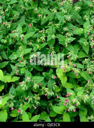 Pulmonaria Rubra Bowles rote Lungenkraut Closeup Pflanze Porträts Stauden rote Blumen Frühling Stockfoto