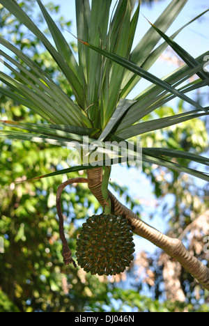 Gemeinsame Schraube Kiefer lateinische Name Pandanus utilis Stockfoto