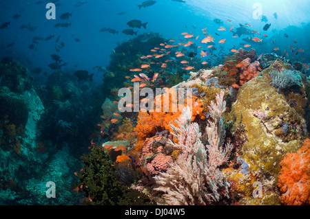 Korallenriff-Landschaft mit Weichkorallen, Gorgonien und Anthias. Nationalpark Komodo, Indonesien. (Digitale Erfassung). Stockfoto