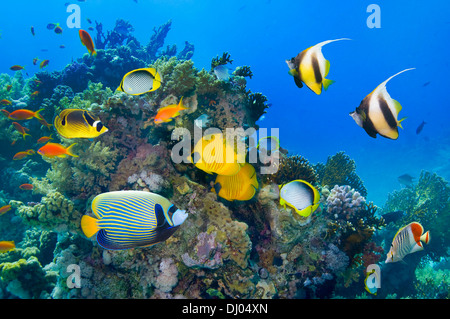 Korallenriff-Landschaft mit goldenen Butterflyfish und roten Meer bannerfish Stockfoto