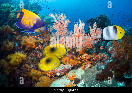 Blau geringelt Kaiserfisch und Bennetts Butterflyfish über Korallenriff mit Gorgonien, Weichkorallen und Lyretail Anthias Stockfoto