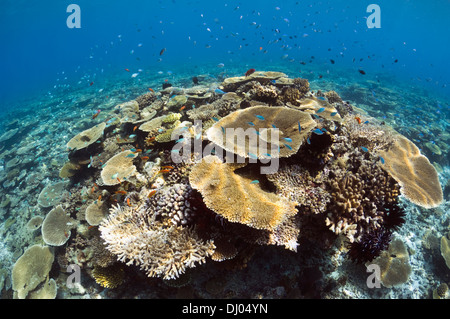 Sun Schecke auf Tabelle Korallen Acropora sp.) auf flachen Riffdach. Malediven. Stockfoto