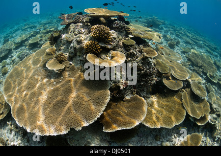 Sun Schecke auf Tabelle Korallen Acropora sp.) auf flachen Riffdach. Malediven. Stockfoto