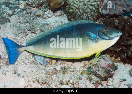 Blacktongue Unicornfish. Einer der vielen Fische sterben auf auf den Malediven im April 2012. Eine weitere Episode im Jahr 2007. Die Ursache ist unbekannt. Stockfoto