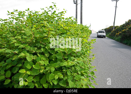 Japanischer Staudenknöterich wächst am Straßenrand in einen Feldweg Stockfoto