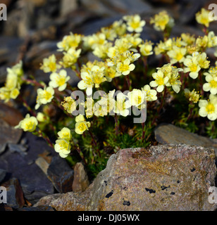 Saxifraga X elisabethae Frau Leng Closeup Pflanze Porträts gelben Blüten Sukkulenten Alpenhöhen selektiven Fokus Blüte Stockfoto