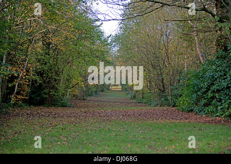 Eine Allee von Bäumen am Tilgate Park, Crawley, West Sussex, England, Uk Stockfoto