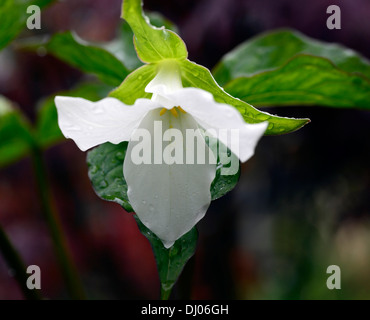 Trillium Grandiflorum Schatten Schatten schattige Wälder Holzboden Blume Blumen Farbe Farben weiß Frühlingsblumen Stockfoto