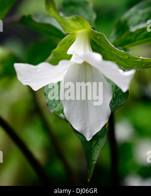 Trillium Grandiflorum Schatten Schatten schattige Wälder Holzboden Blume Blumen Farbe Farben weiß Frühlingsblumen Stockfoto