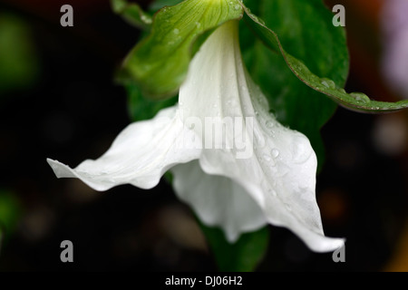 Trillium Grandiflorum Schatten Schatten schattige Wälder Holzboden Blume Blumen Farbe Farben weiß Frühlingsblumen Stockfoto