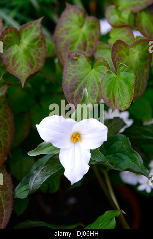 Trillium Grandiflorum Schatten Schatten schattige Wälder Holzboden Blume Blumen Farbe Farben weiß Frühlingsblumen Stockfoto