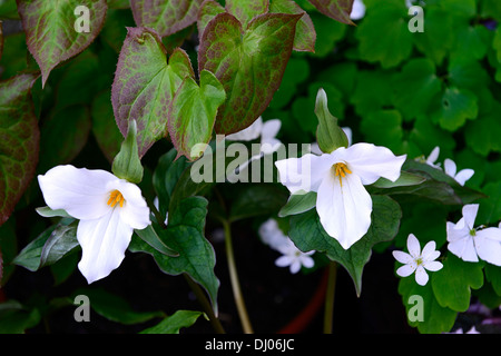 Trillium Grandiflorum Schatten Schatten schattige Wälder Holzboden Blume Blumen Farbe Farben weiß Frühlingsblumen Stockfoto