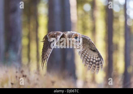 Junger Waldkauz (Strix Aluco) fliegen durch einen Wald, Tschechien Stockfoto