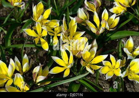 Tulipa Tarda Dasystemon Tulpe Arten Gelbe Zitrone Creme farbigen farbigen Farbe Farbe Blume Blüte Blüte Zwerg Klumpen bilden Stockfoto