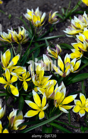 Tulipa Tarda Dasystemon Tulpe Arten Gelbe Zitrone Creme farbigen farbigen Farbe Farbe Blume Blüte Blüte Zwerg Klumpen bilden Stockfoto