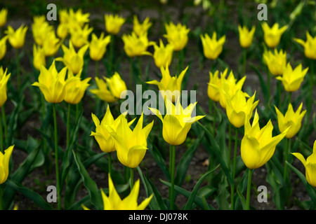 Tulipa Westpunkt duftende Lilie blühende Tulpe Tulpen gelbe Pflanze Porträts duftenden Blumen Blumenzwiebeln Frühling Stockfoto