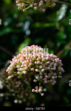 Viburnum utile Pflanze Porträts Frühlingsblumen blühende Sträucher blasses Pastell rosa weiß Stockfoto